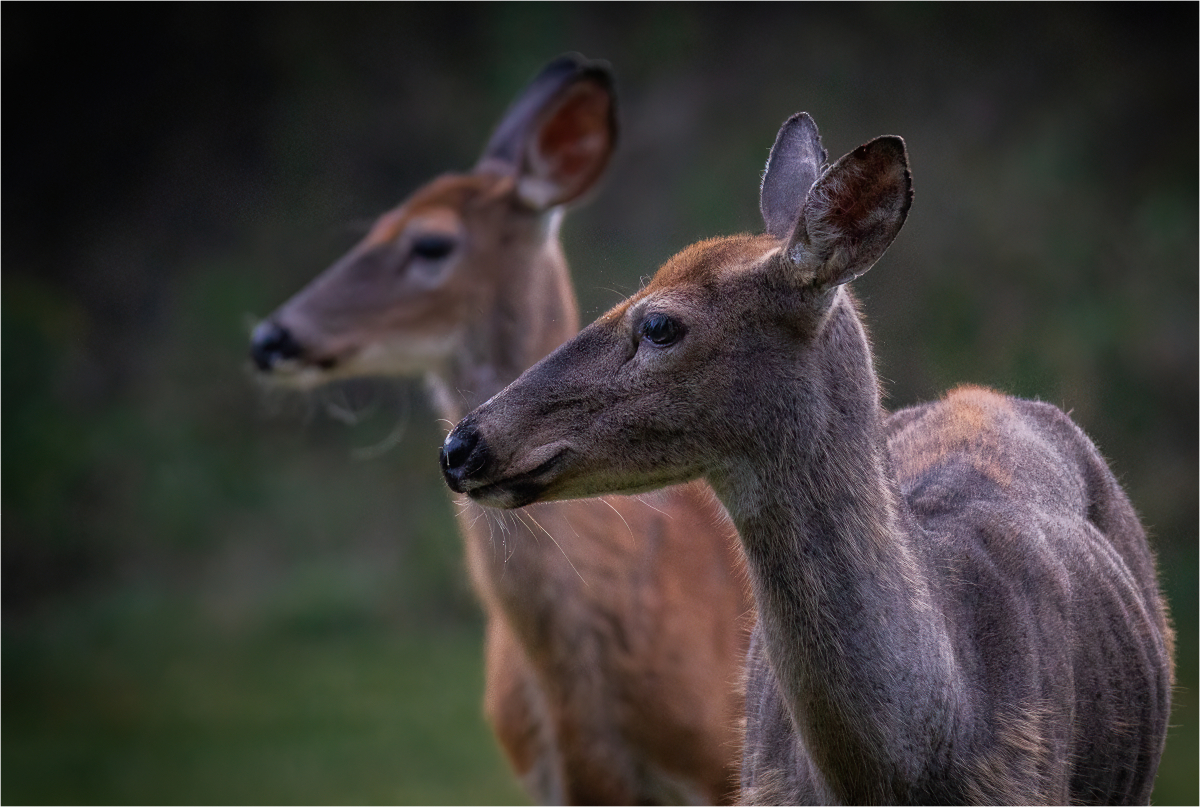 Nowak Mirek Two of Us Nature   Zoological   Class A 20251022
